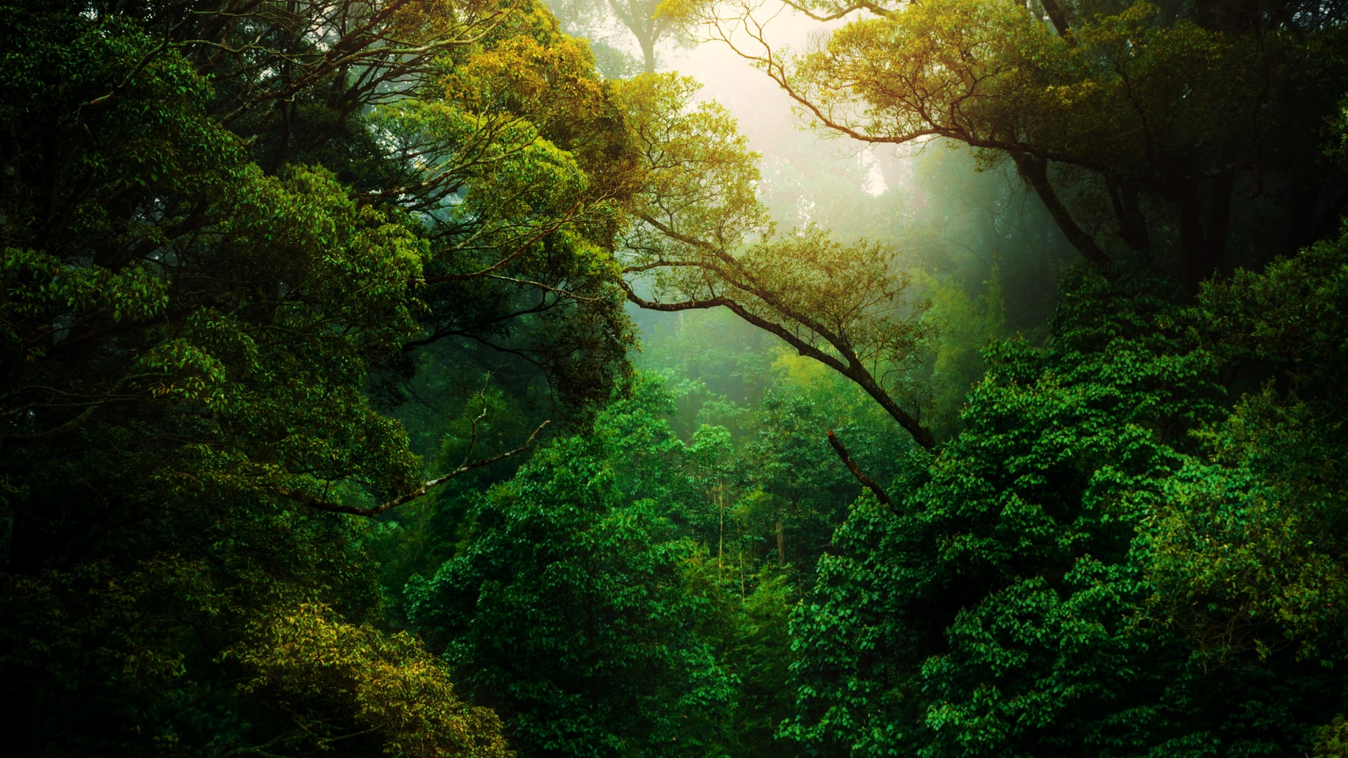 Lush green forest canopy with sunlight